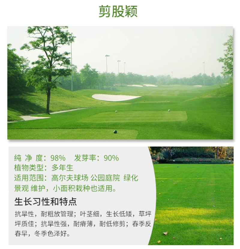 进口马尼拉草坪种子四季常青草坪种子护坡草种子草籽