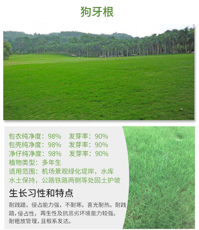 进口马尼拉草坪种子四季常青草坪种子护坡草种子草籽