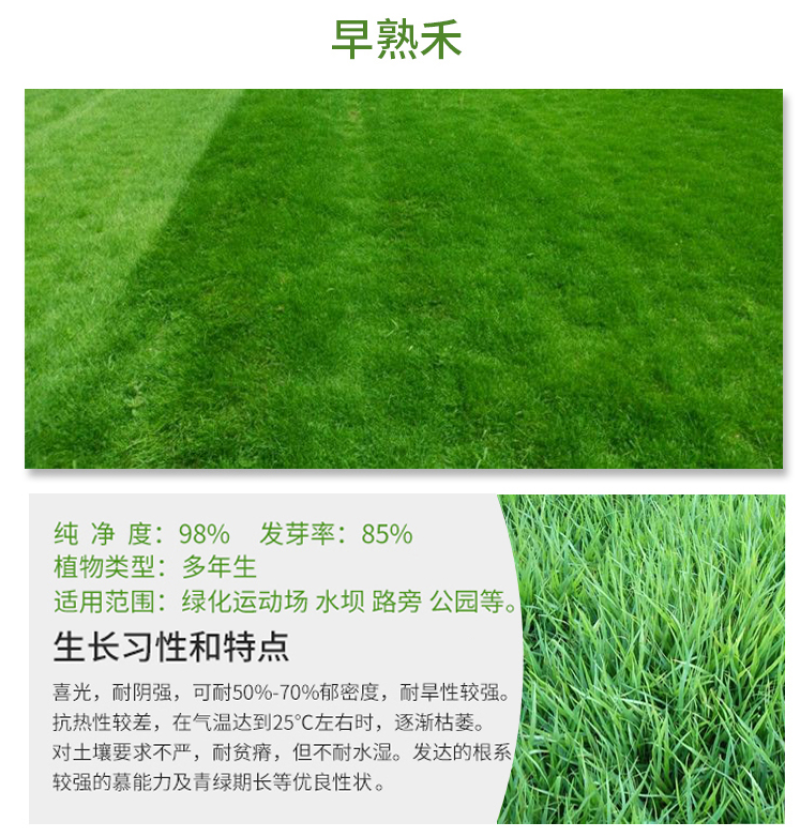 进口马尼拉草坪种子四季常青草坪种子护坡草种子草籽