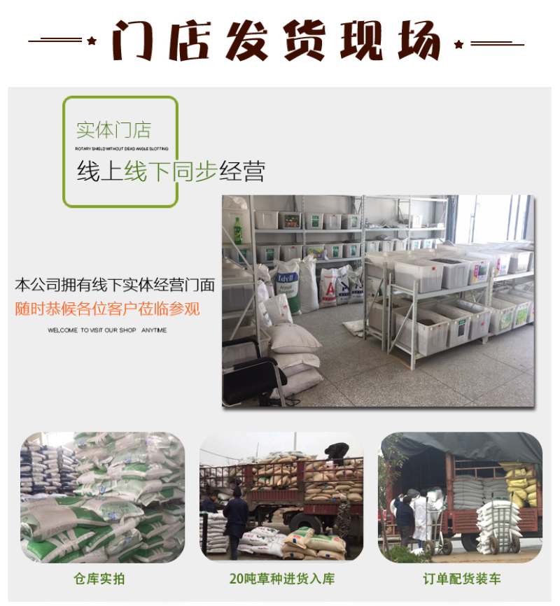 进口马尼拉草坪种子四季常青草坪种子护坡草种子草籽