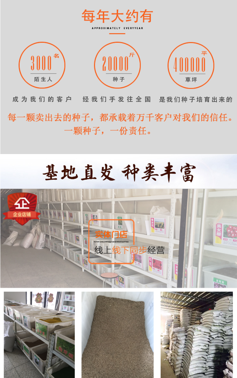 进口马尼拉草坪种子四季常青草坪种子护坡草种子草籽