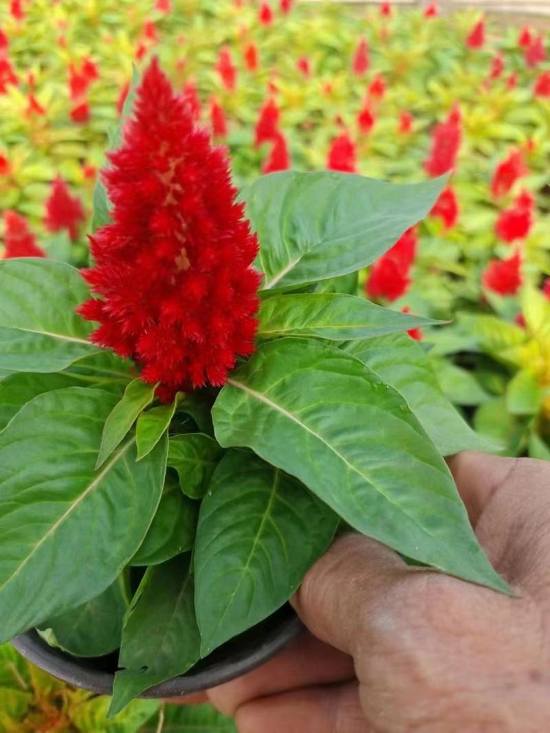 绿叶红花一支笔