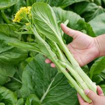 四季白菜苔种子优质菜心白菜苔苗农家新鲜蔬菜种子四季播种菜