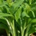 四季白菜苔种子优质菜心白菜苔苗农家新鲜蔬菜种子四季播种菜