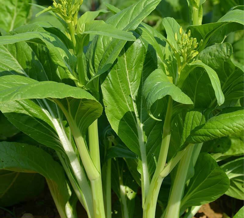 四季白菜苔种子优质菜心白菜苔苗农家新鲜蔬菜种子四季播种菜