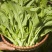 四季白菜苔种子优质菜心白菜苔苗农家新鲜蔬菜种子四季播种菜