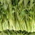 四季白菜苔种子优质菜心白菜苔苗农家新鲜蔬菜种子四季播种菜