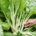 四季白菜苔种子优质菜心白菜苔苗农家新鲜蔬菜种子四季播种菜