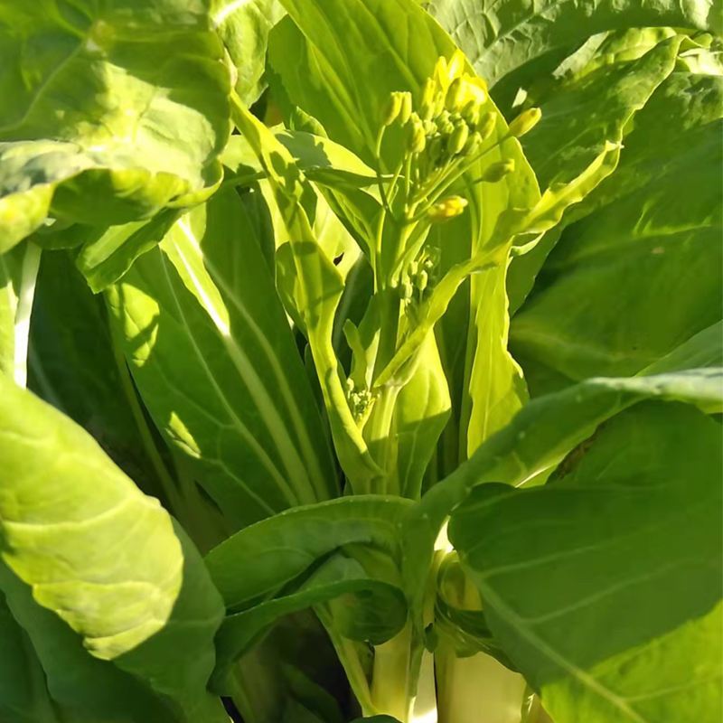 四季白菜苔种子优质菜心白菜苔苗农家新鲜蔬菜种子四季播种菜