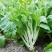 四季白菜苔种子优质菜心白菜苔苗农家新鲜蔬菜种子四季播种菜