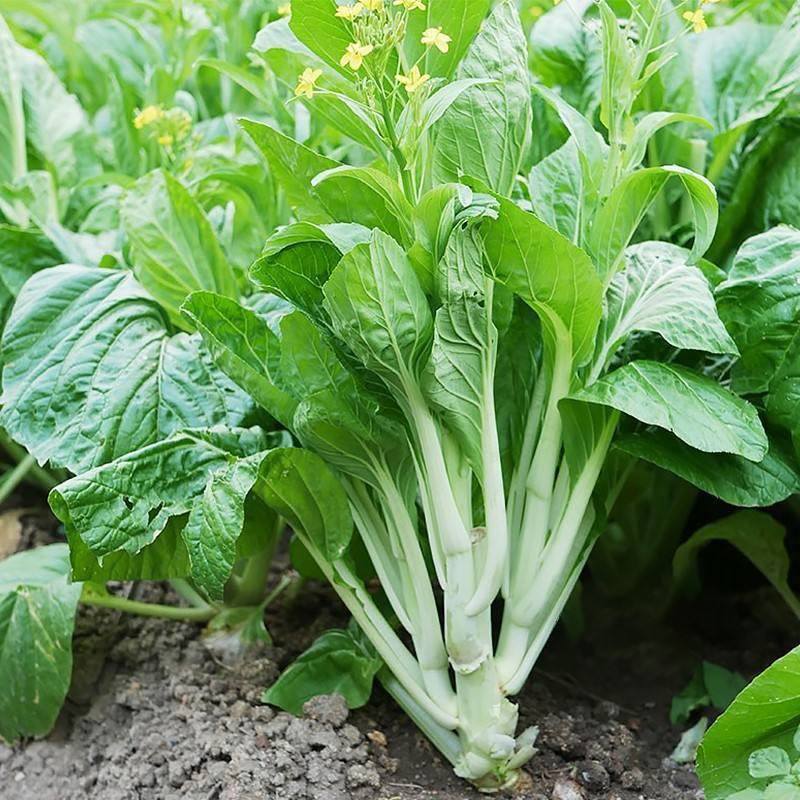 四季白菜苔种子优质菜心白菜苔苗农家新鲜蔬菜种子四季播种菜