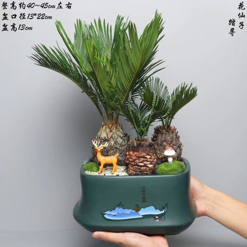 铁树，基地直销精品盆栽全国一件代发物美价廉产品好服务好。