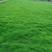 狗牙根种子矮生草坪种子园林绿化工程庭院耐践踏草籽量大优惠