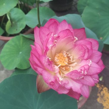 水生植物荷花自家基地夏季清地质量保证全程视频看货发货