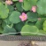水生植物荷花自家基地夏季清地质量保证全程视频看货发货