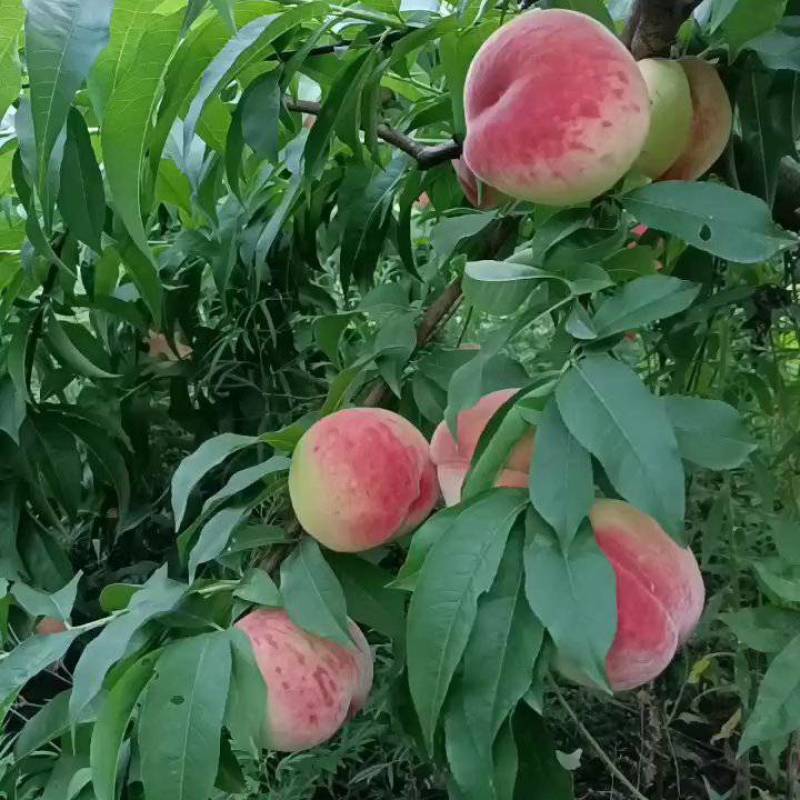 美脆桃，脆桃，耐运输，颜色好货源充足，产地直供，