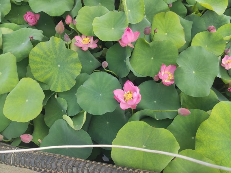 水生植物荷花自家基地夏季清地质量保证全程视频看货发货