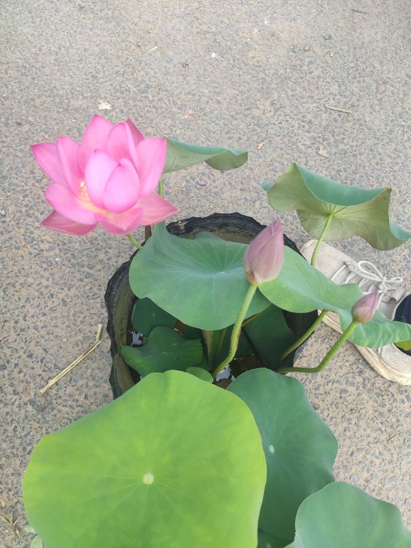 水生植物荷花自家基地夏季清地质量保证全程视频看货发货