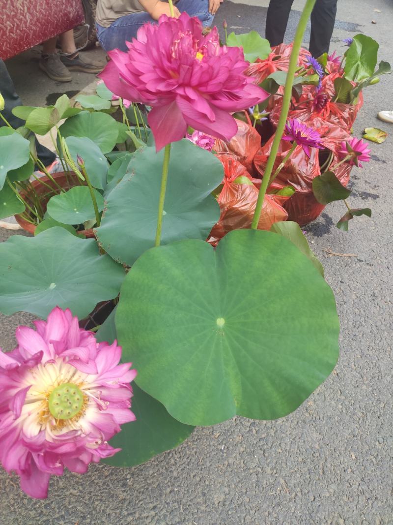水生植物荷花自家基地夏季清地质量保证全程视频看货发货
