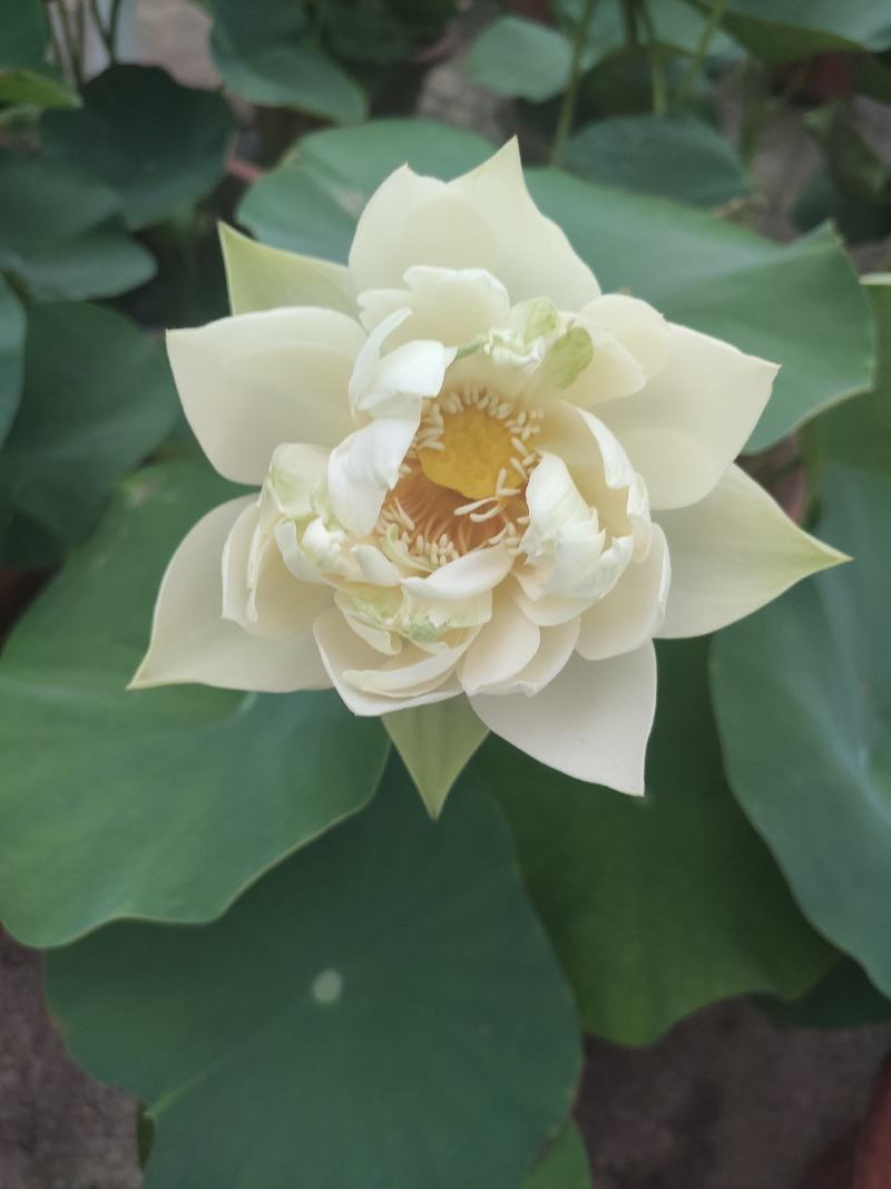 水生植物荷花自家基地夏季清地质量保证全程视频看货发货