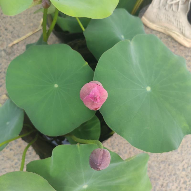水生植物荷花自家基地夏季清地质量保证全程视频看货发货