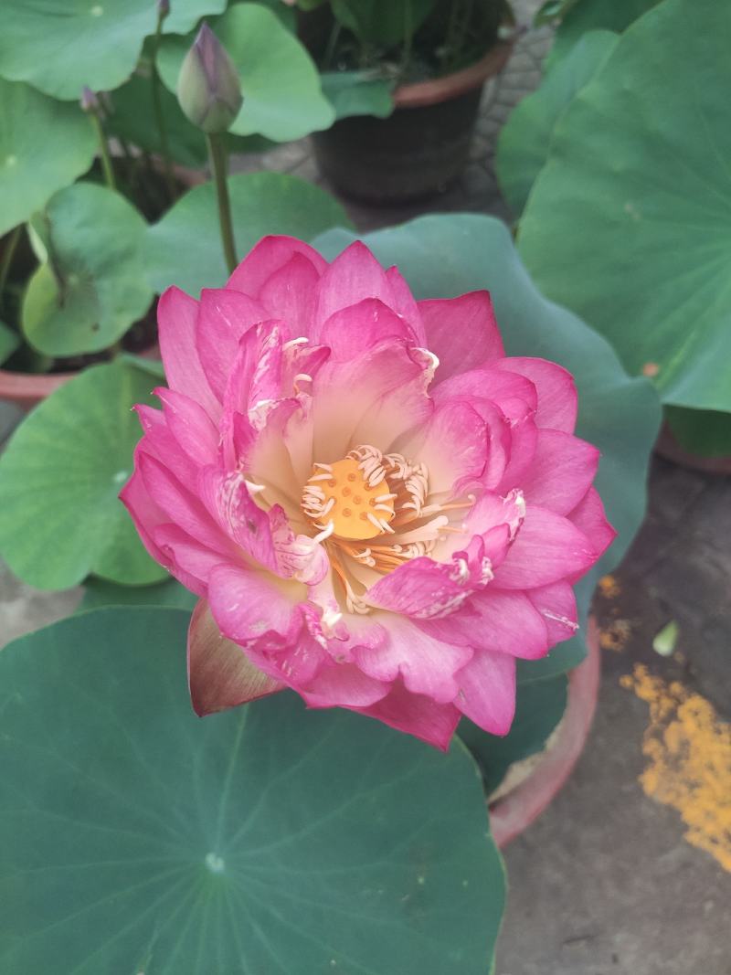 水生植物荷花自家基地夏季清地质量保证全程视频看货发货