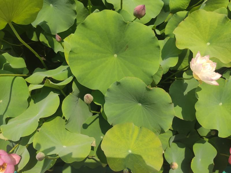 水生植物荷花自家基地夏季清地质量保证全程视频看货发货