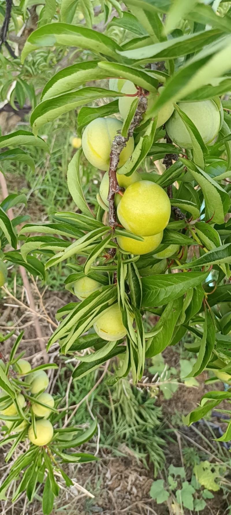 蜂糖李