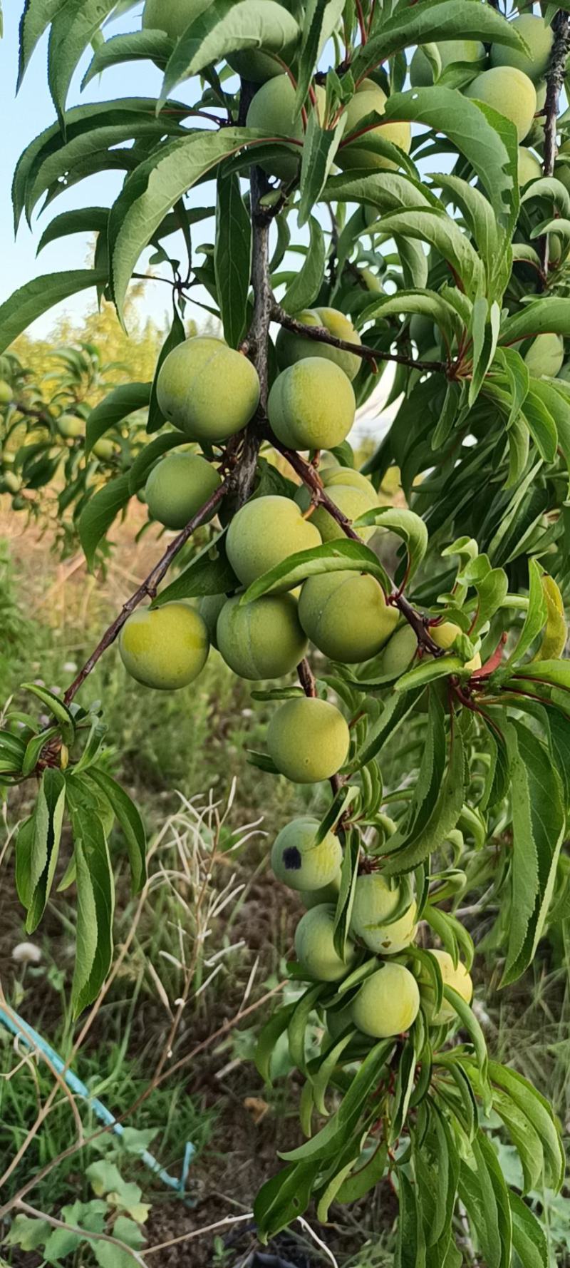 蜂糖李