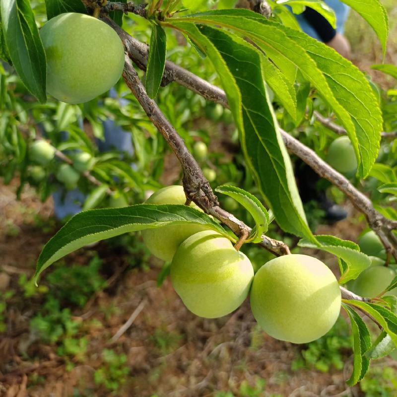 蜂糖李