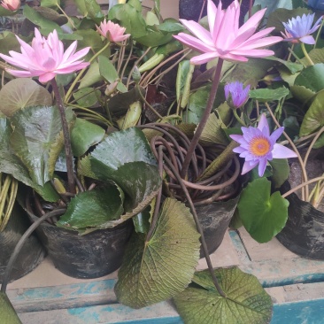 水生植物睡莲碗莲自家基地清地处理全程视频发货质