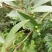 山苍子，今年特别多