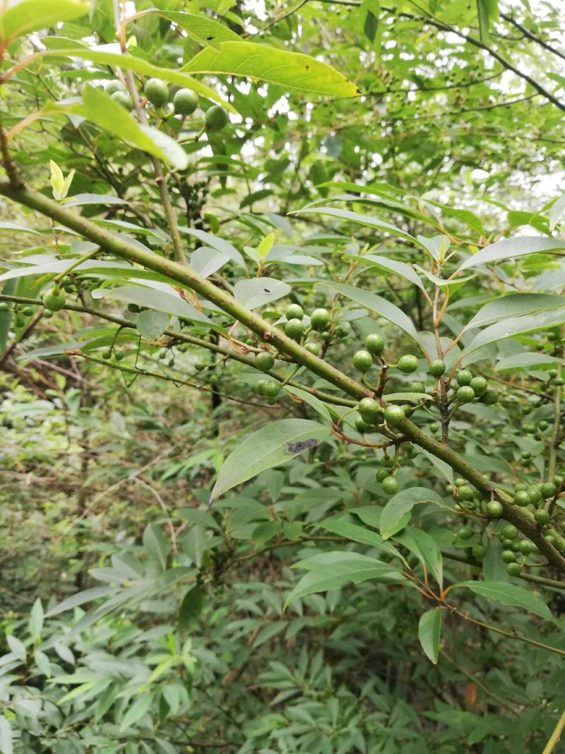 山苍子，今年特别多