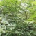 山苍子，今年特别多