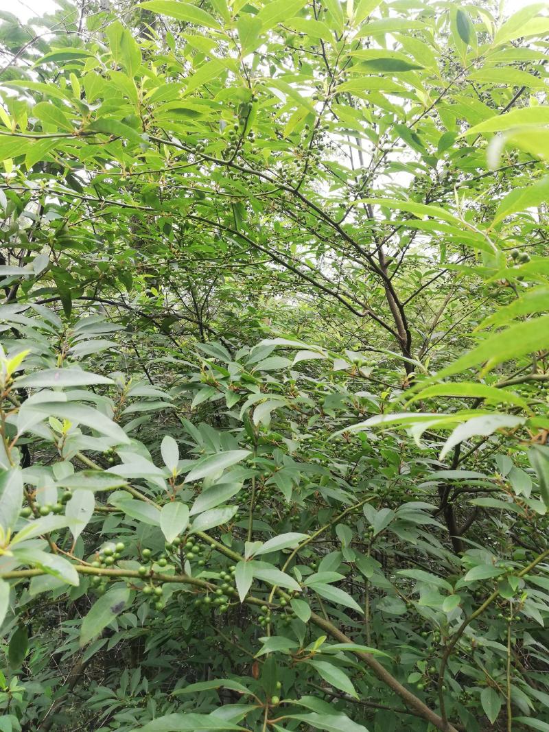 山苍子，今年特别多