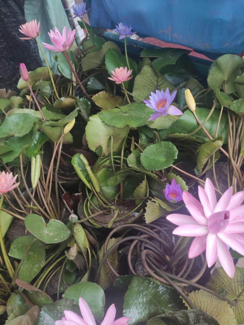 水生植物睡莲碗莲自家基地清地处理全程视频发货质