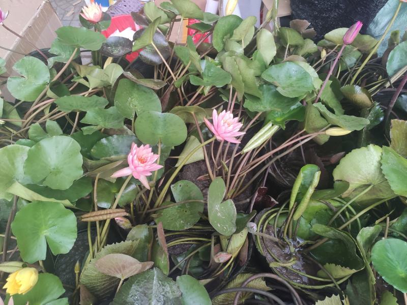 水生植物睡莲碗莲自家基地清地处理全程视频发货质