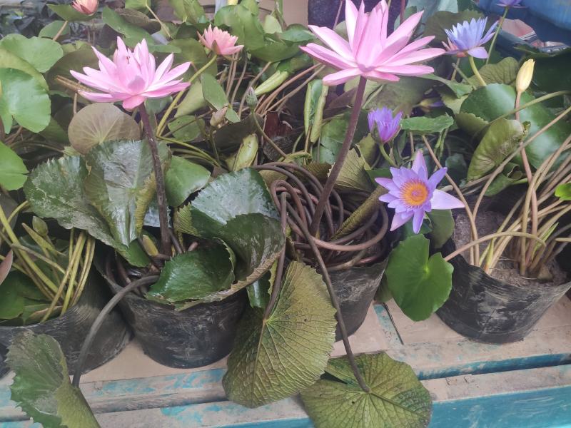 水生植物睡莲碗莲自家基地清地处理全程视频发货质