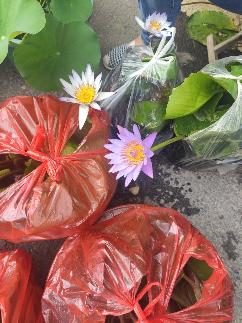 水生植物睡莲碗莲自家基地清地处理全程视频发货质