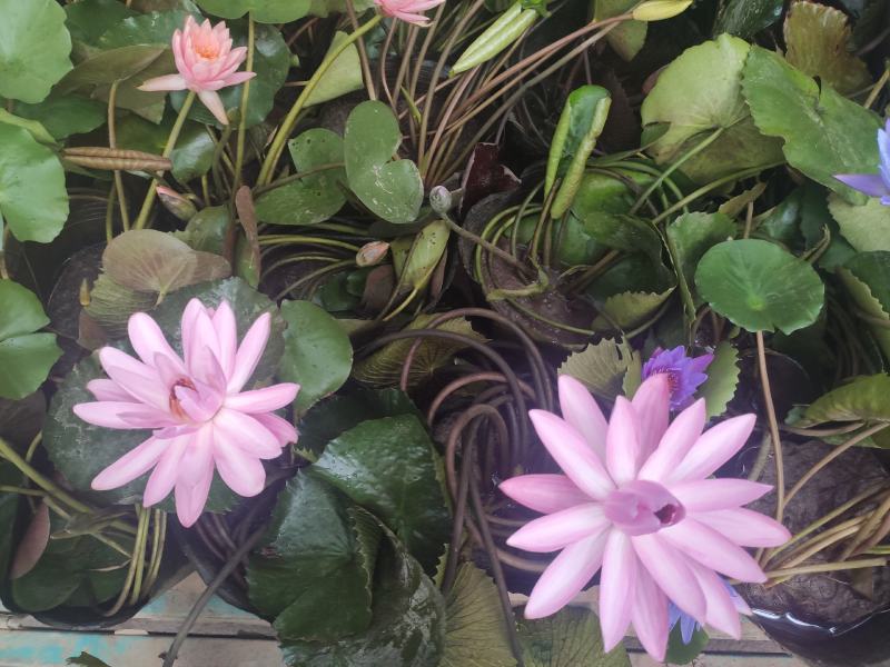 水生植物睡莲碗莲自家基地清地处理全程视频发货质