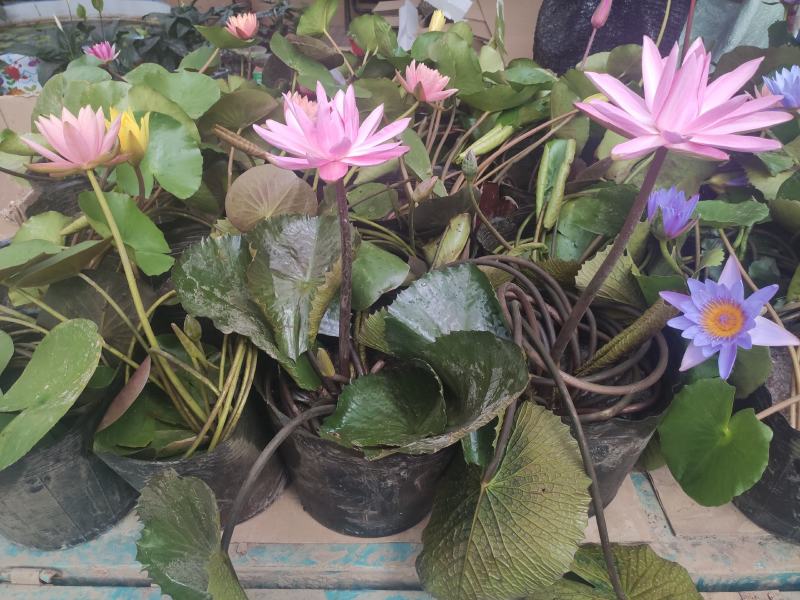 水生植物睡莲碗莲自家基地清地处理全程视频发货质
