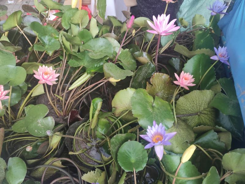 水生植物睡莲碗莲自家基地清地处理全程视频发货质