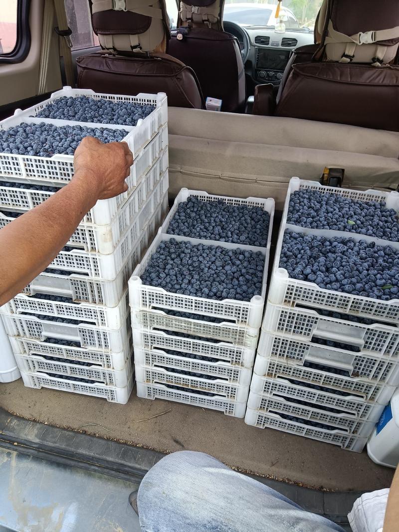 山东暖棚蓝莓成熟上市中，品种多，量大质优，欢迎合作，