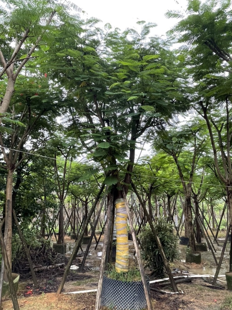 凤凰木
