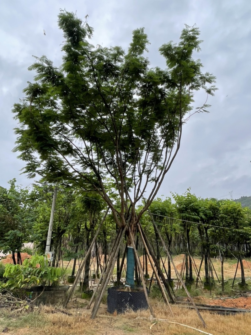 凤凰木