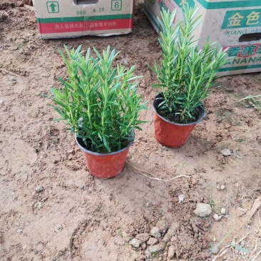 110盆迷迭香可食用迷迭香