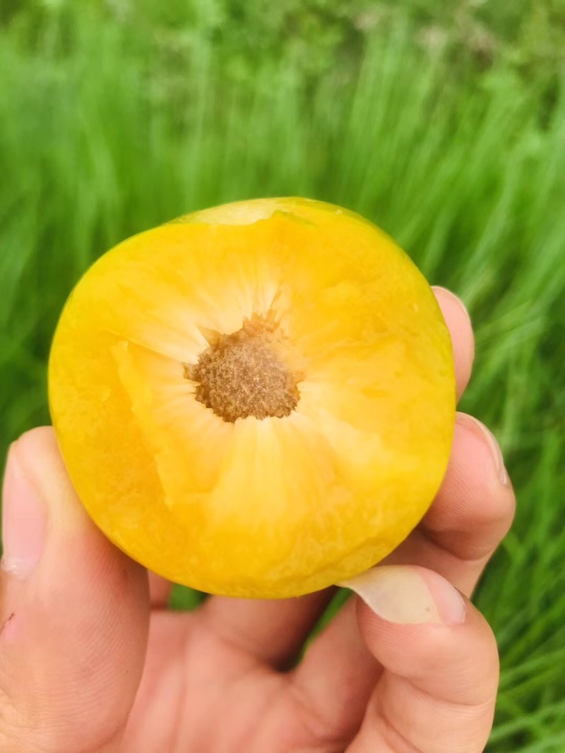 鲜果城堡，蜂糖李大量上市，对接各大平台支持