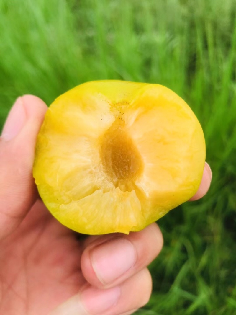 鲜果城堡，蜂糖李大量上市，对接各大平台支持