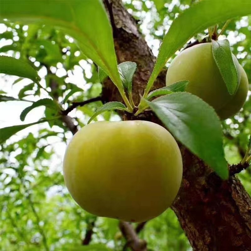 鲜果城堡，蜂糖李大量上市，对接各大平台支持