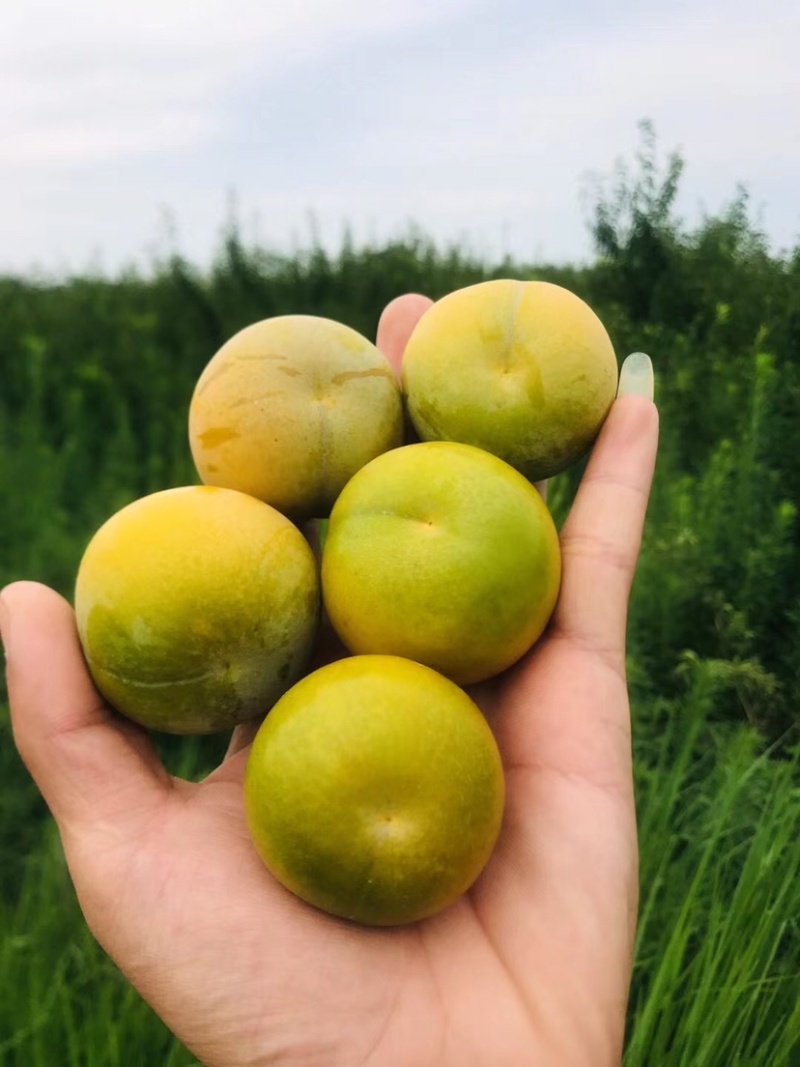 鲜果城堡，蜂糖李大量上市，对接各大平台支持